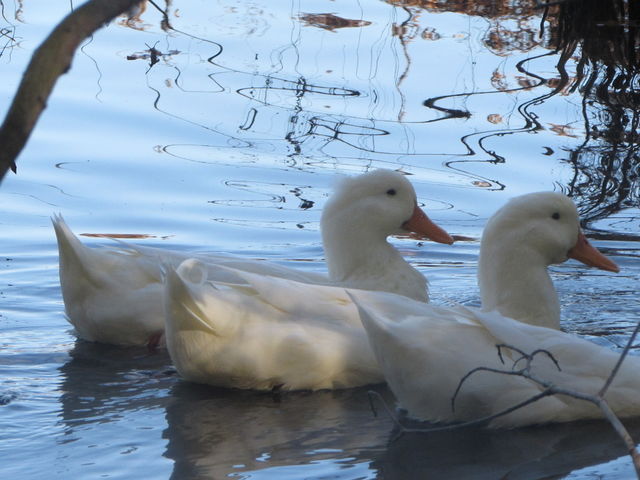 Bird, Duck, Swan, Water, Lake