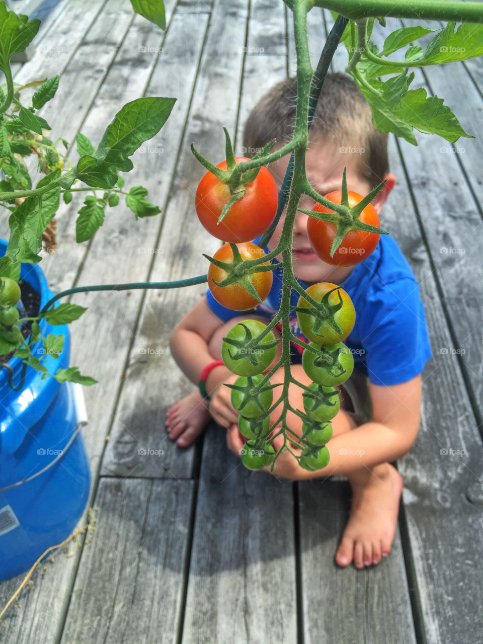 Boy behind the cherry tomatoes