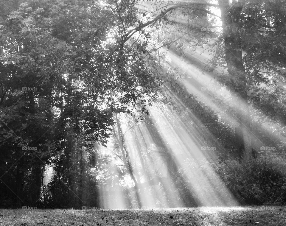 Sunlight streaming through the trees early in the morning 