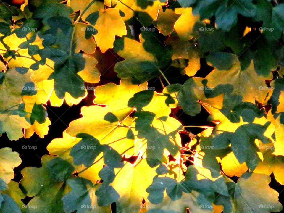 evening sun in leaves