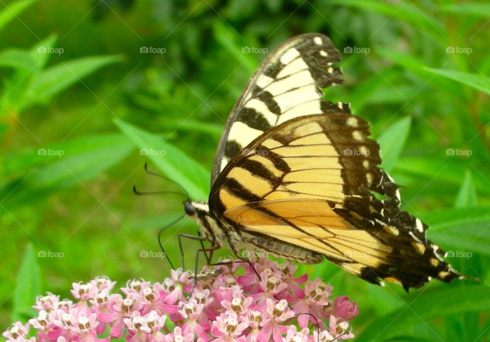 Waltzing on Milkweed . Eastern tiger swallowtail butterfly  