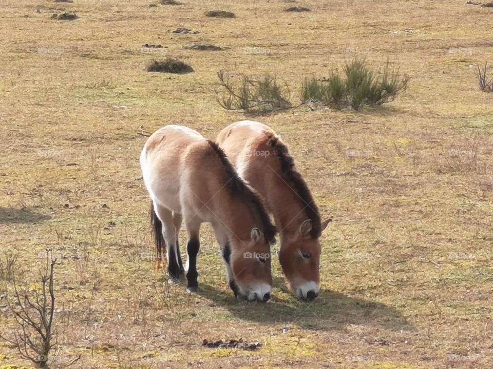 Horses eating together