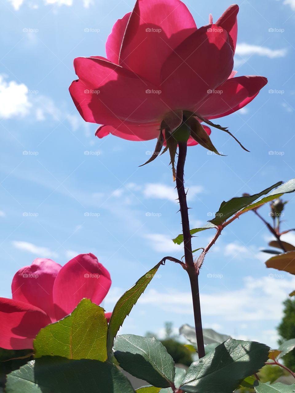 Double Knock Out Roses vs Blue Skies