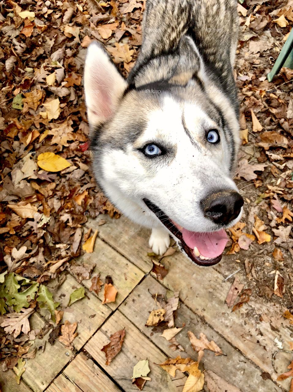 Pretty husky dog with goofy smile and dirt on nose standing in fallen autumn leaves 
