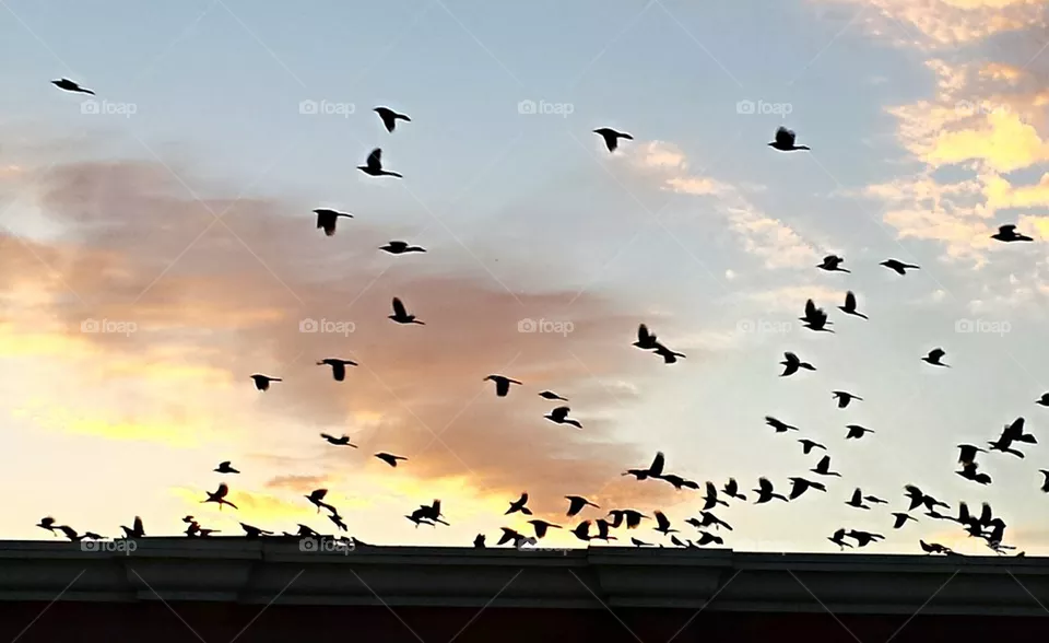 Fly