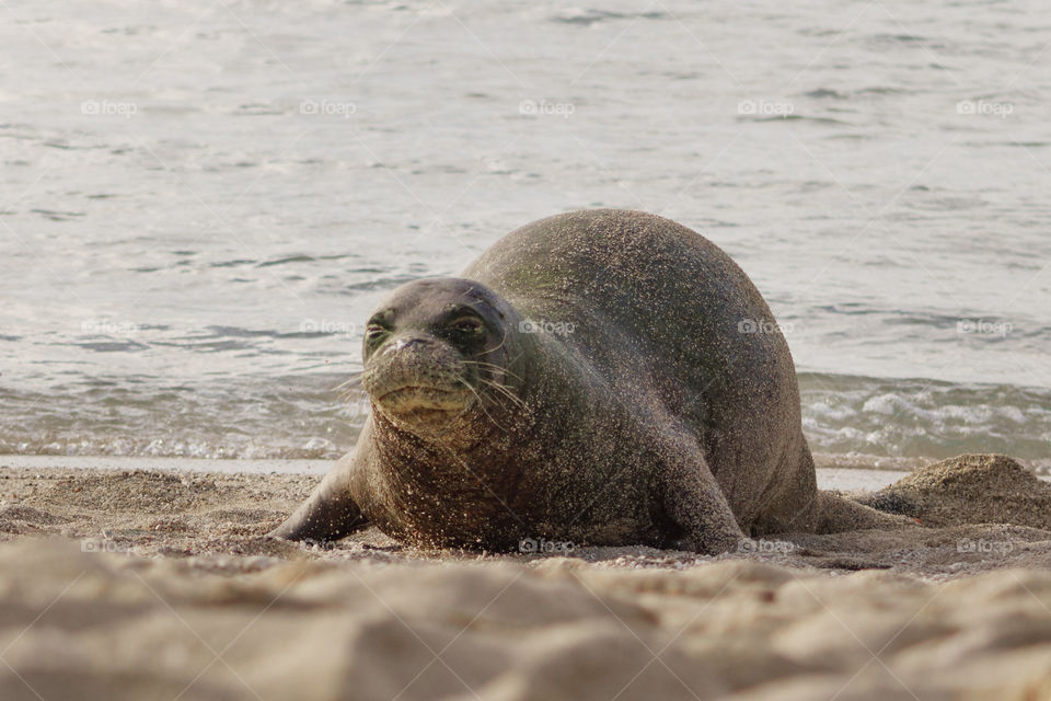 Hawaiian Monk Seal making its way across the beach.