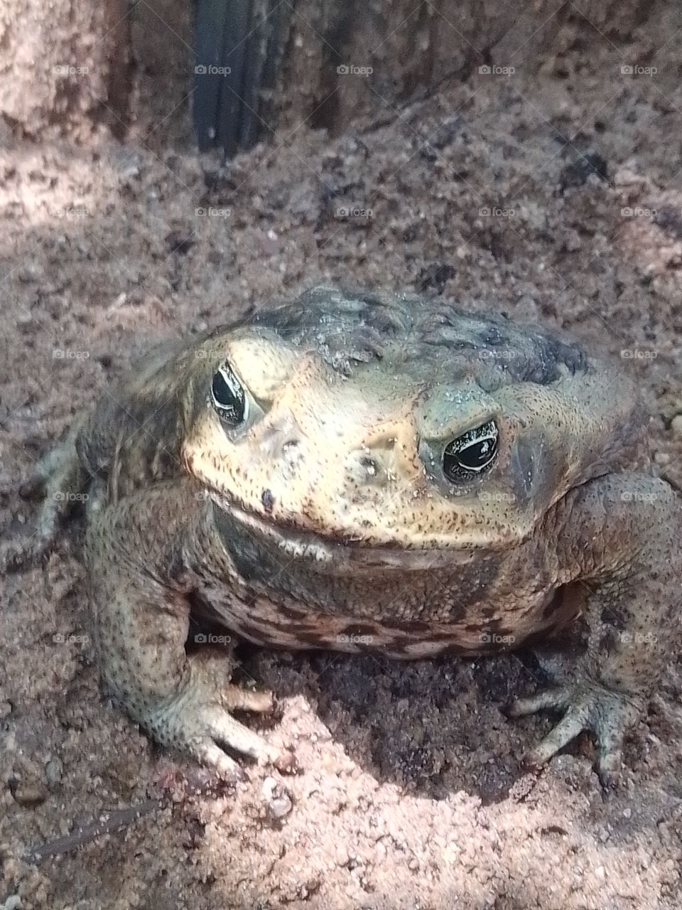 cururu frog