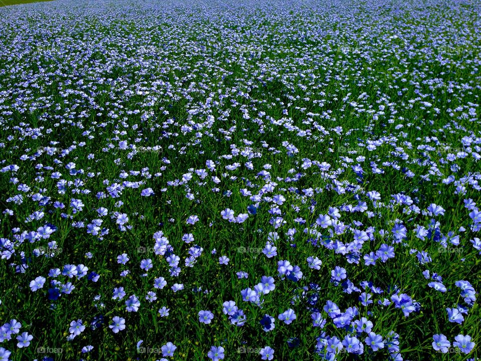 Flax heaven