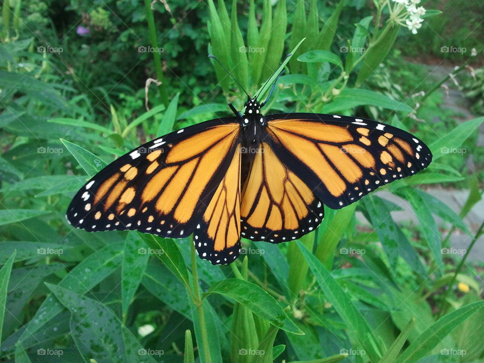 Monarch butterfly