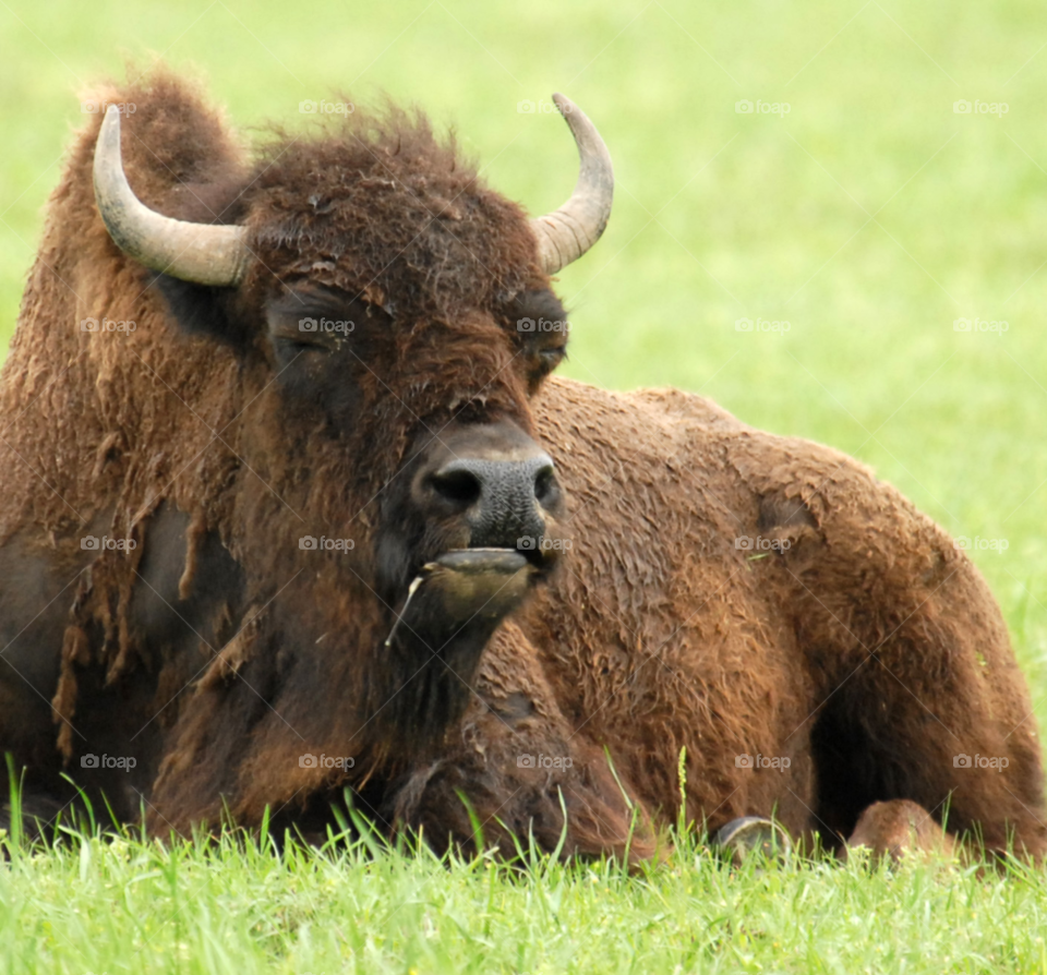 animal funny buffalo drool by lightanddrawing