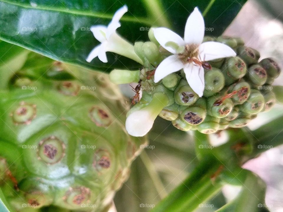 flowers pistil and ants