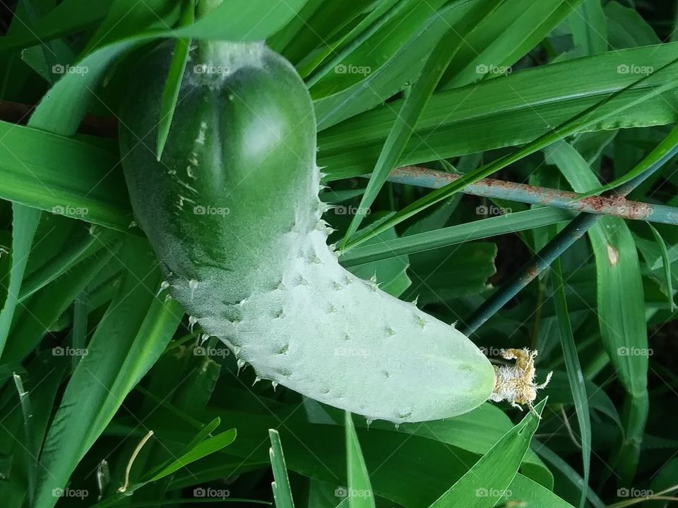 ripening cucumber