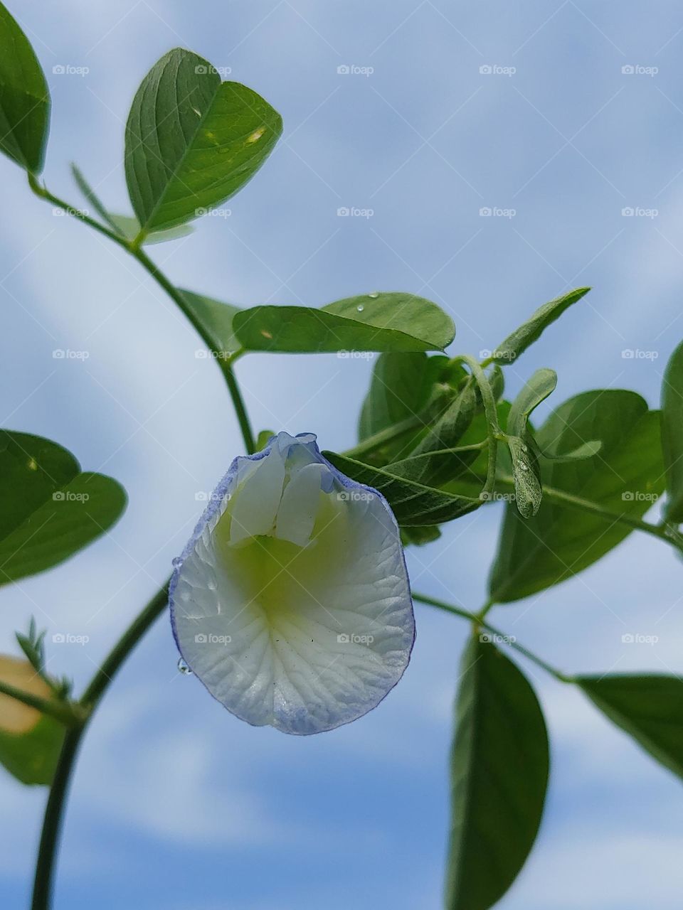 flowers captured