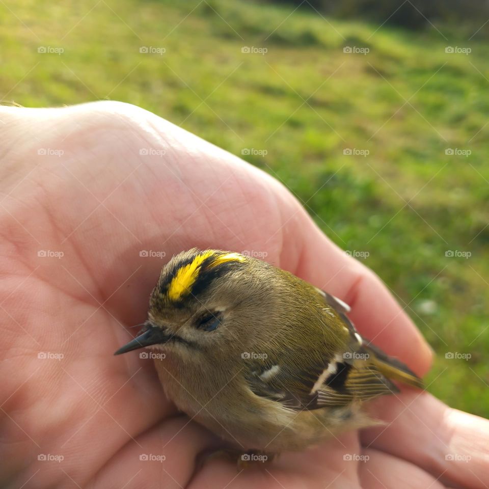 cute Little bird in m'y hand