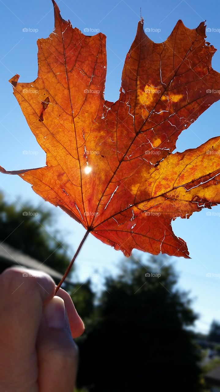 light through the leaf