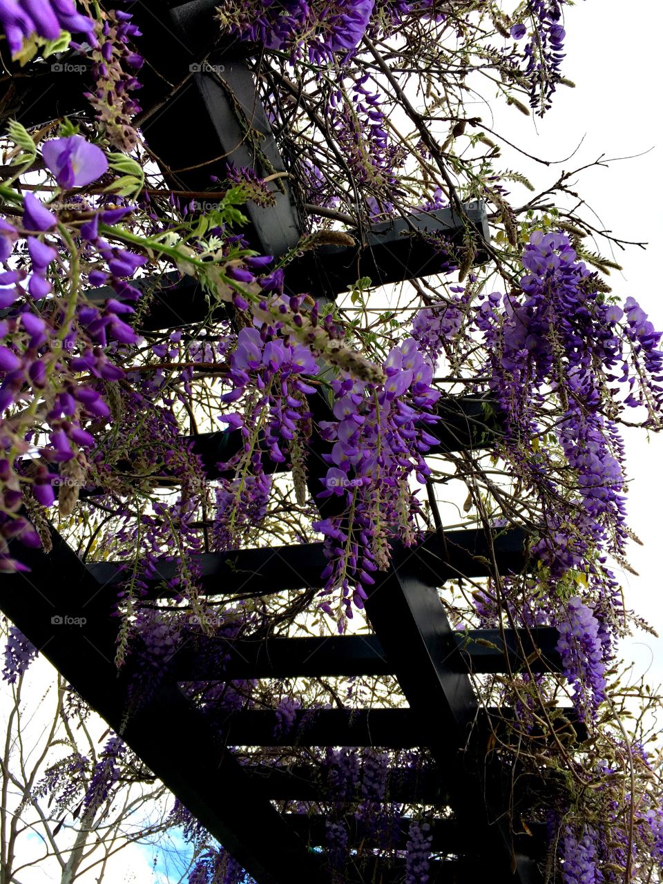 Wisteria