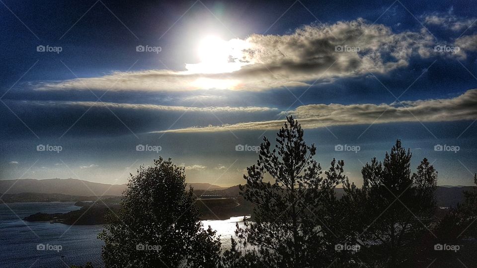 silhouette of trees