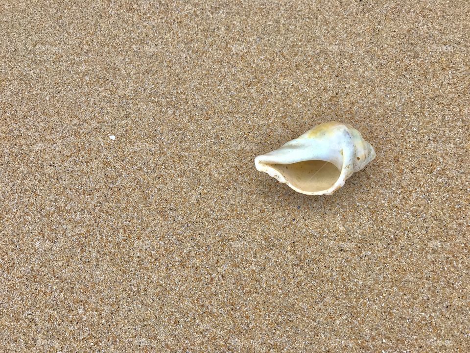 One of the beautiful seashells on Surf Beach, Philip Island 
