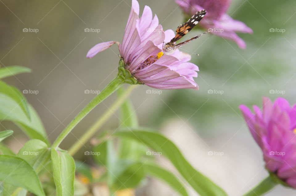 Butterfly on a pink flower