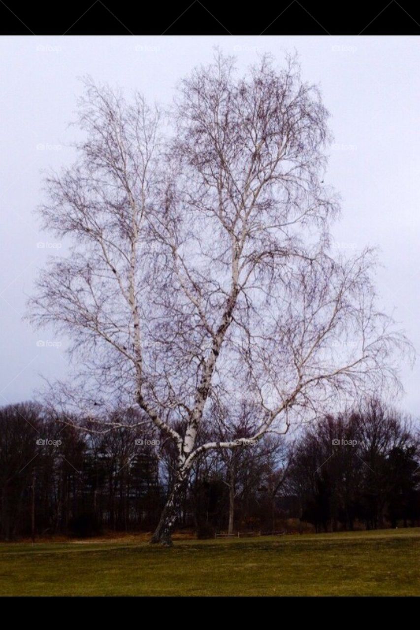 white birch