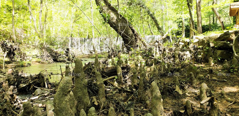 root stuns and dam in background.