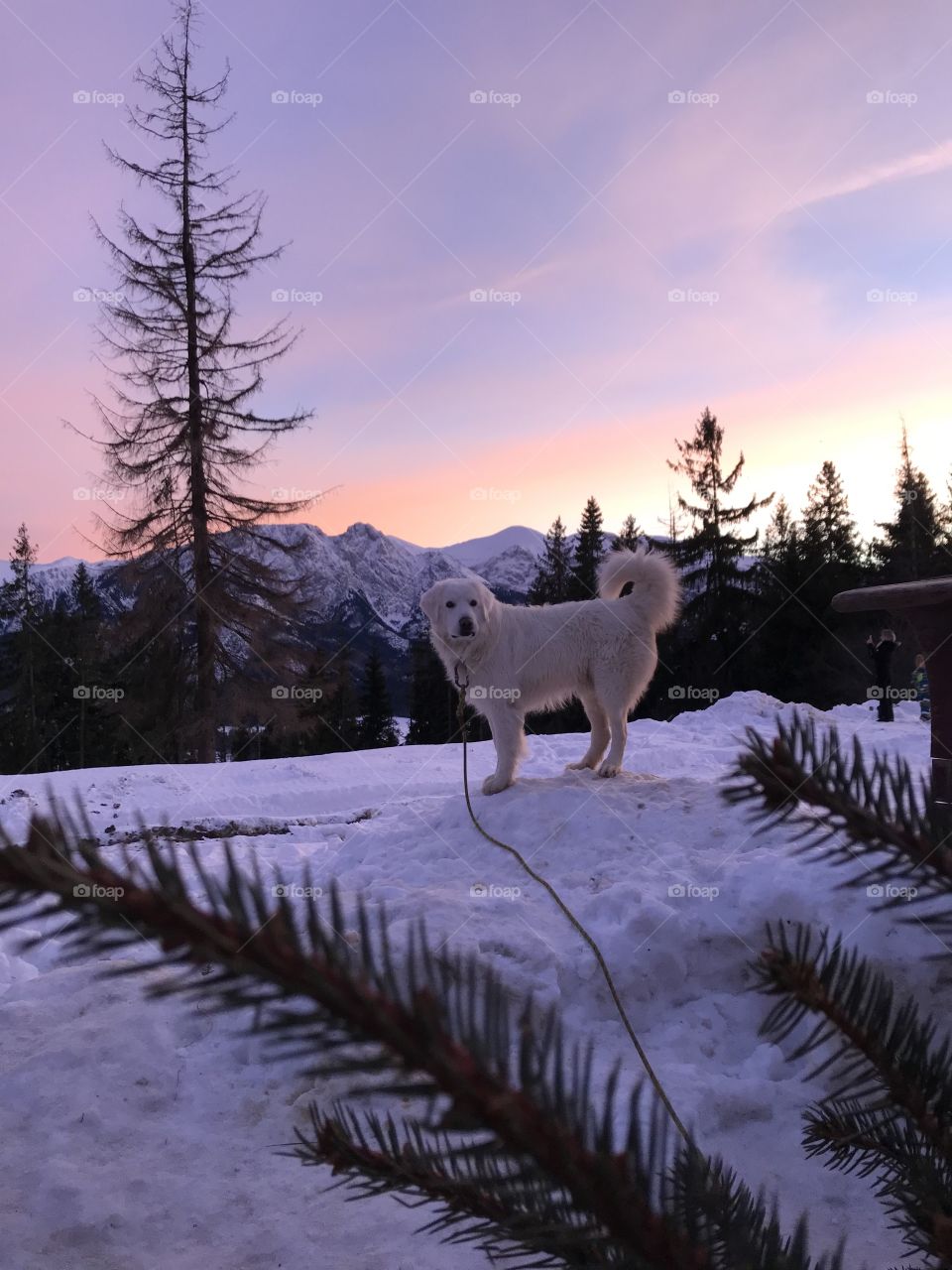 A dog in the winter mountains