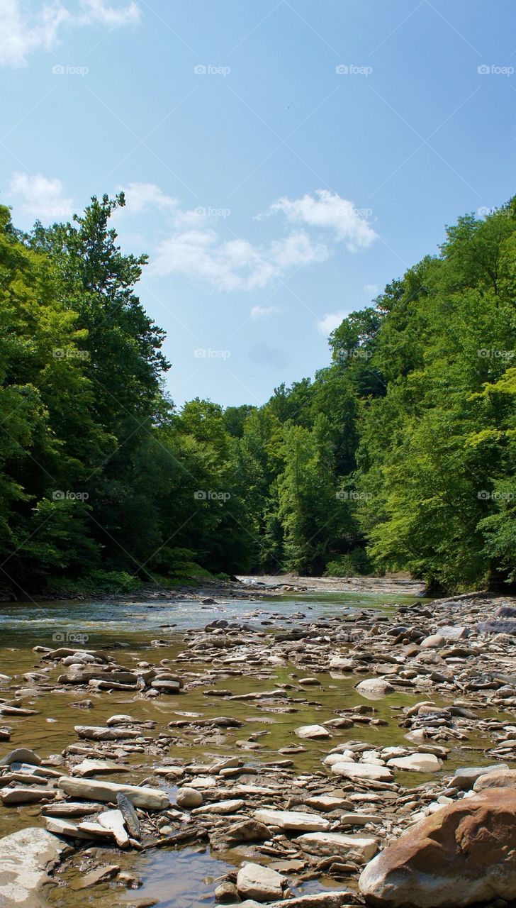 Stream flowing through forest