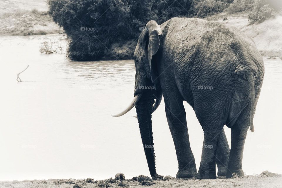 elephant at a waterhole