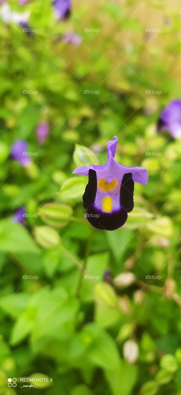 Violet Torenia enjoying the Sun on an intermittent sunny day. See how proud it is! The contrast of green really does add an element of aesthetic quality to it!