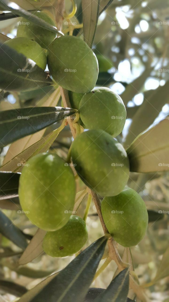 olives. olive plant With fruit