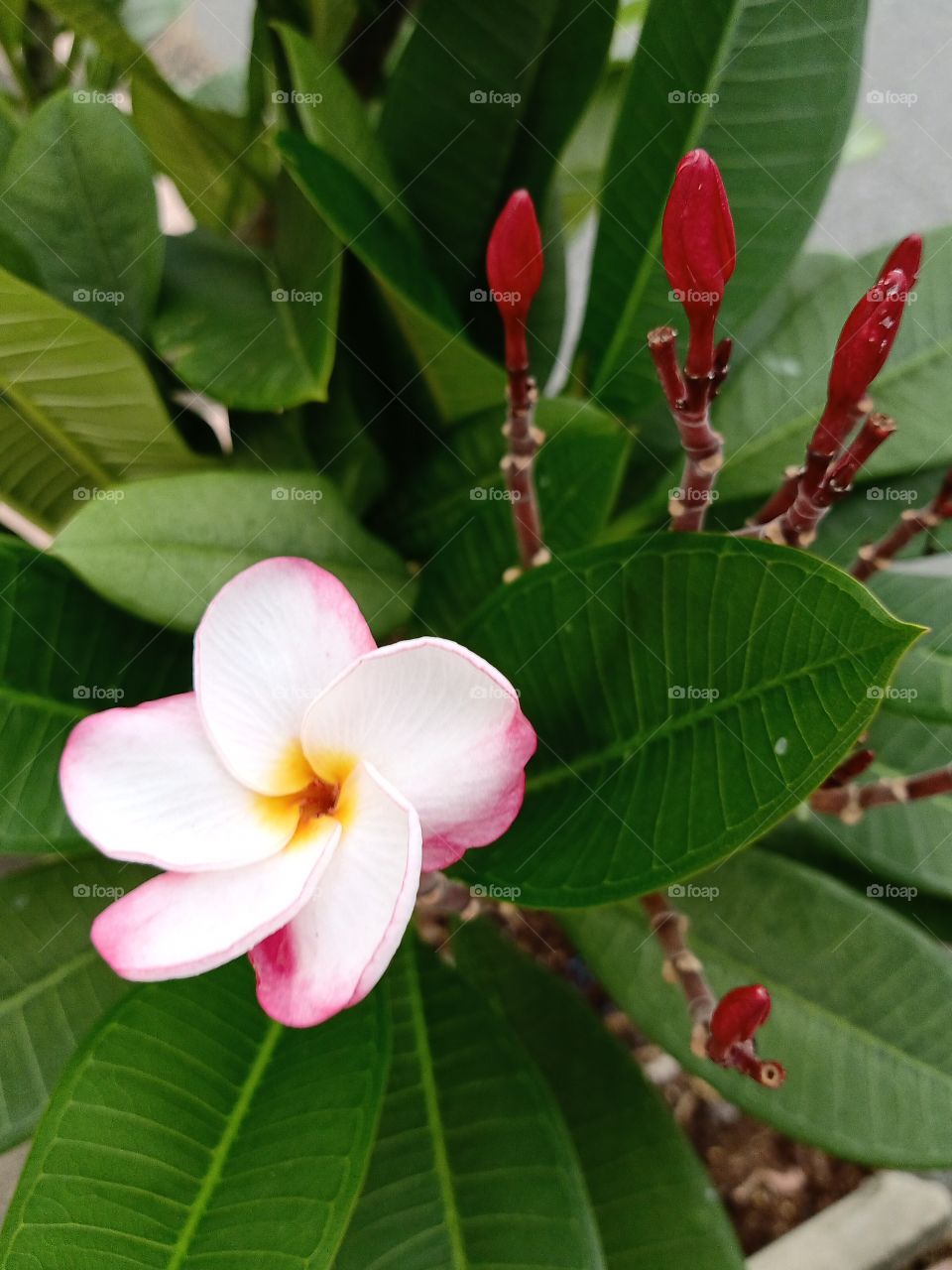 Beautiful Plumeria Flower