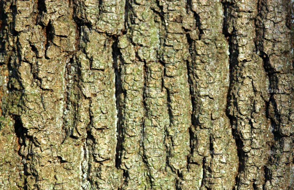 background tree bark