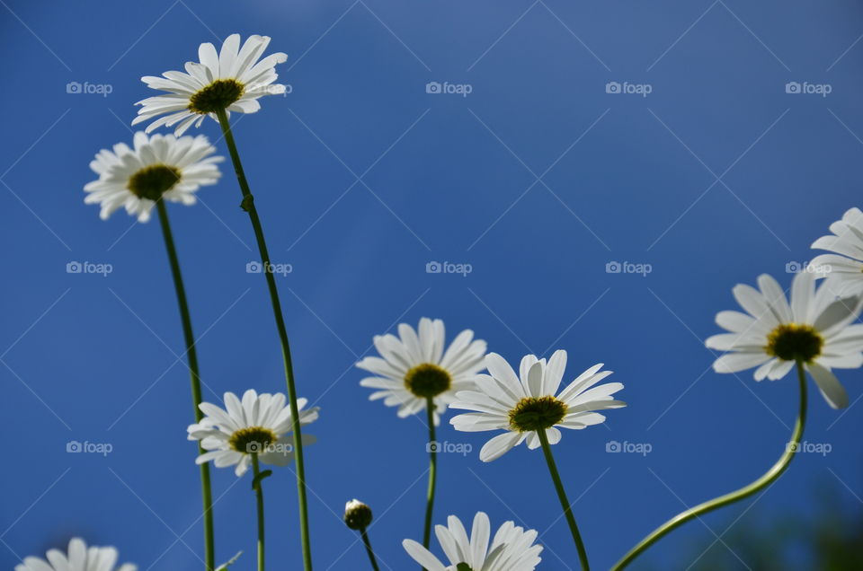 Ein Gänseblümchen mit Liebe geschenkt, blüht schöner als jede Anstandsrose