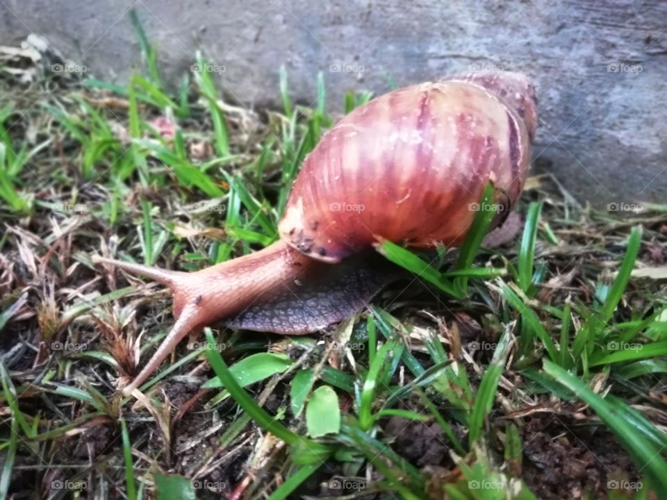 life of Snail.