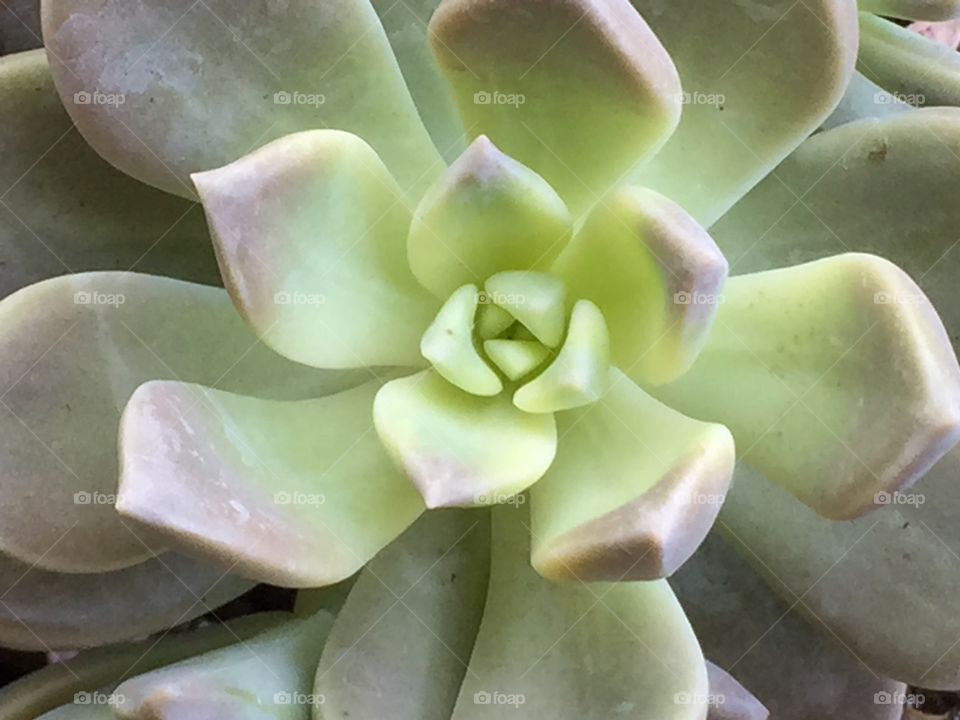 Succulent