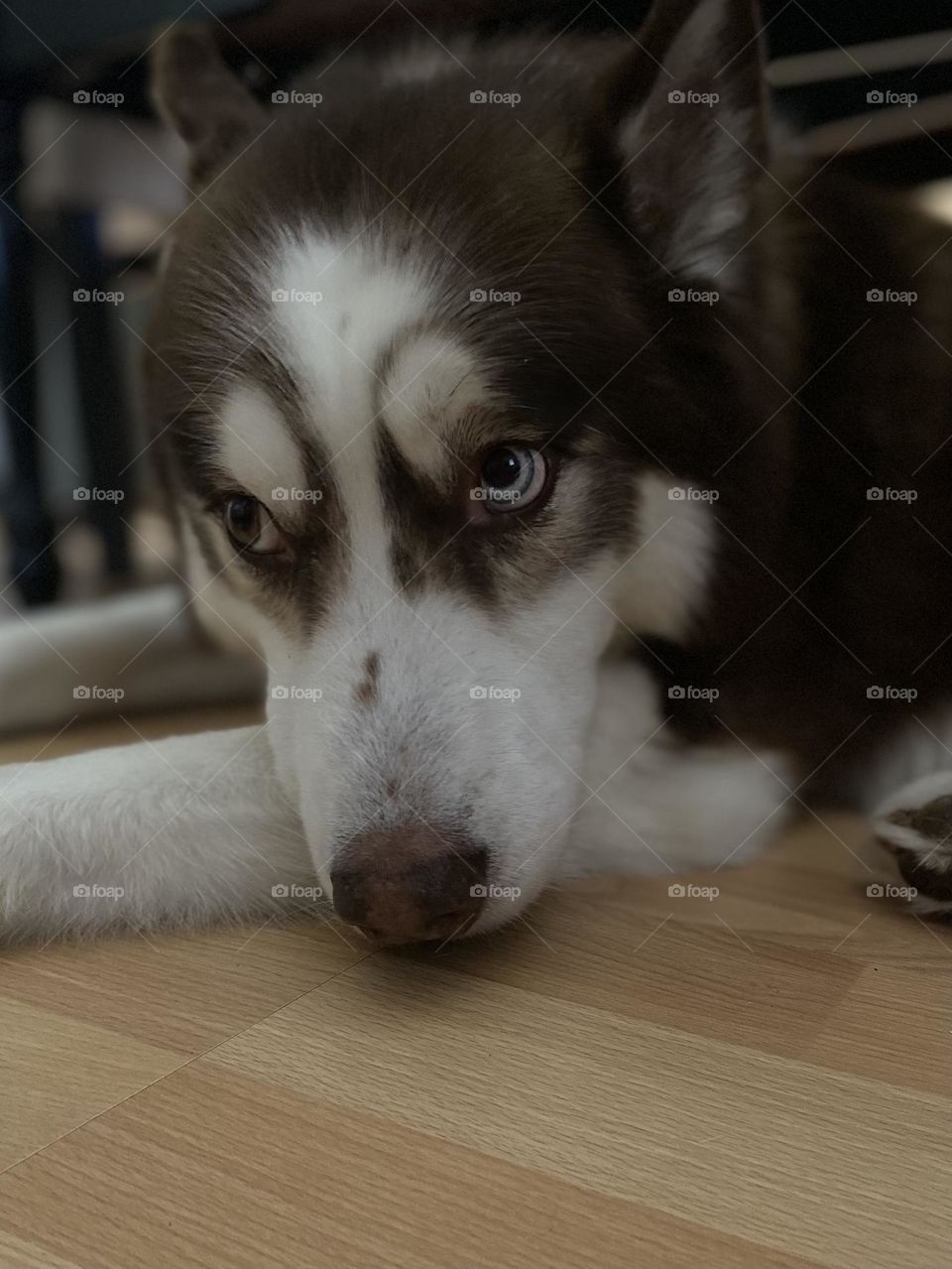 My dog waiting patiently for his walk.