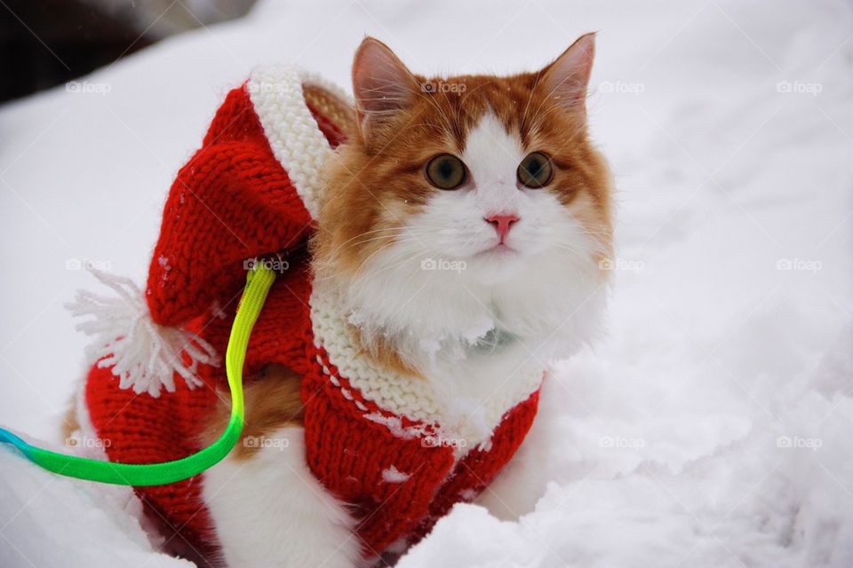 Christmas cat