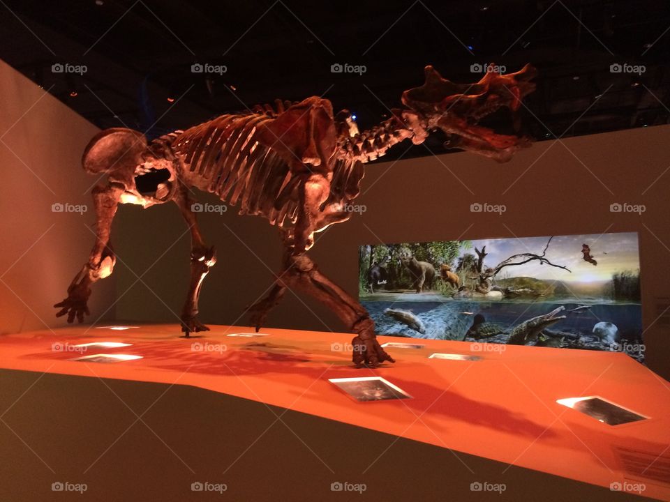 Dinosaur in Houston science museum 