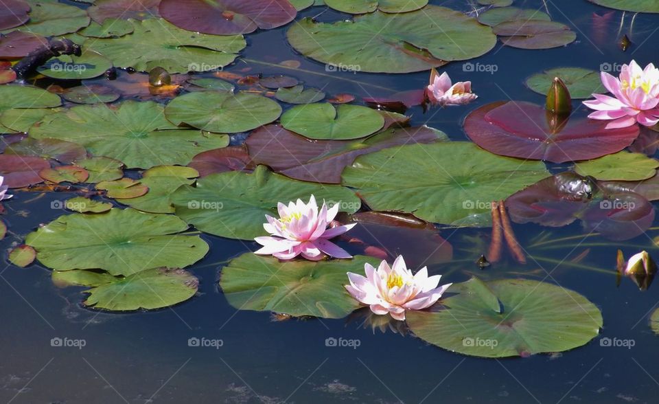 Water lily in pond