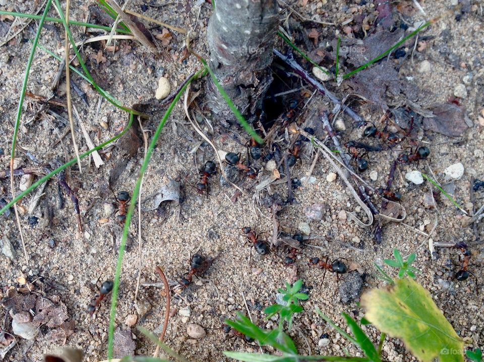 Ants and sand around a small hole