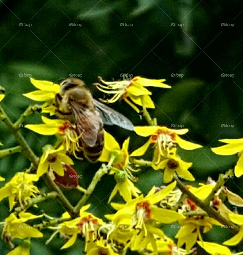 incredible bees