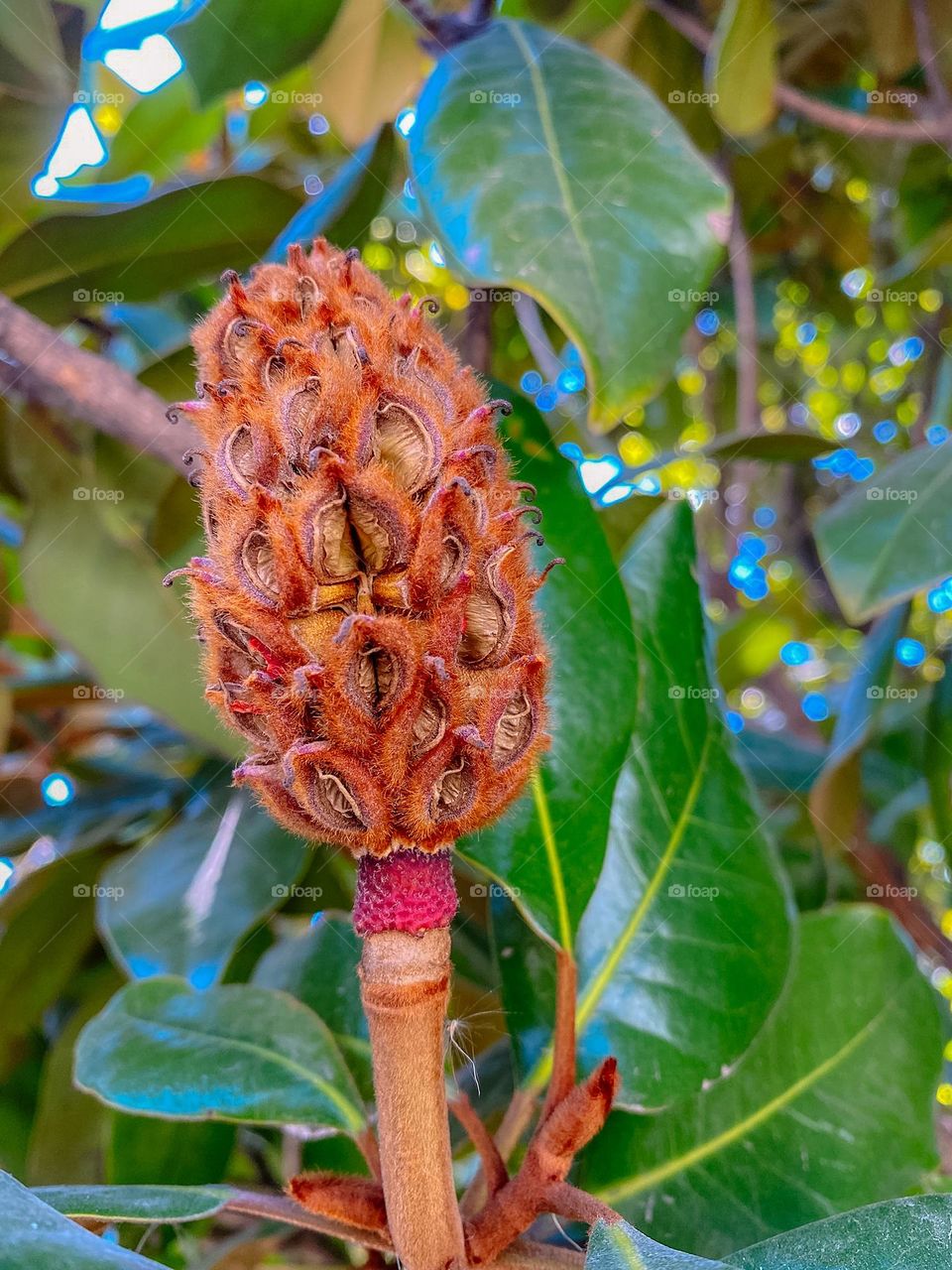 Pine cone plant 