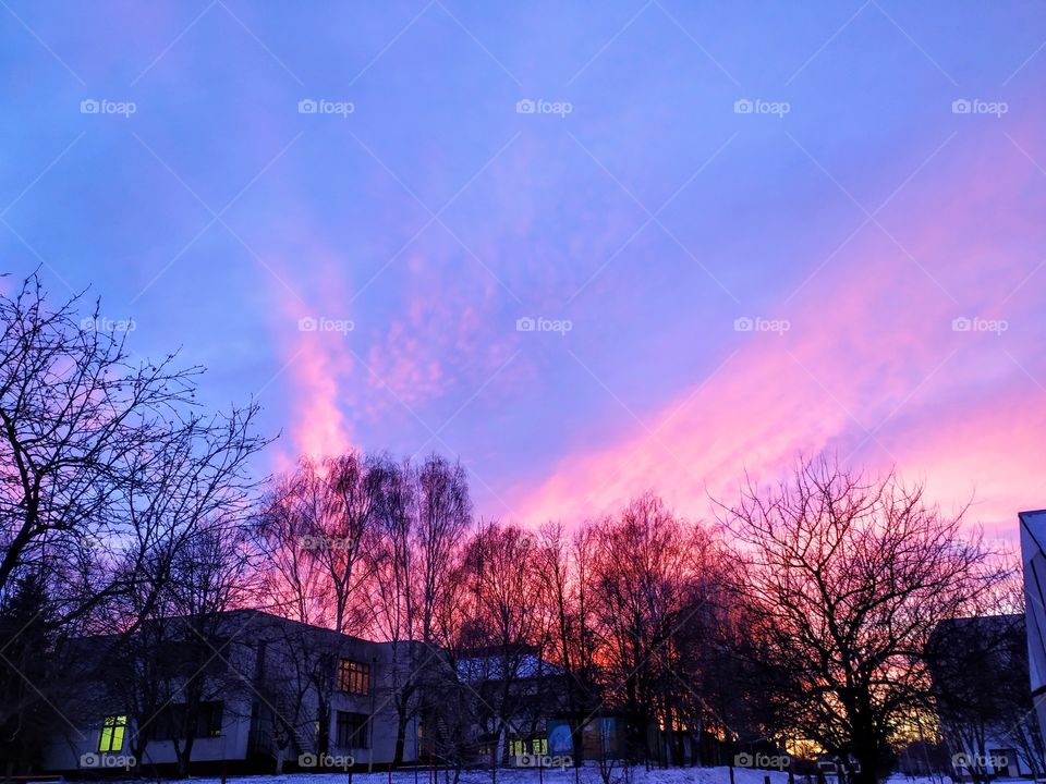 Trees in the pink fire