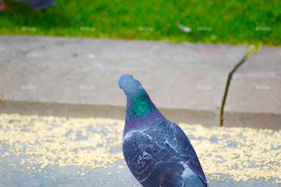 The Pigeon