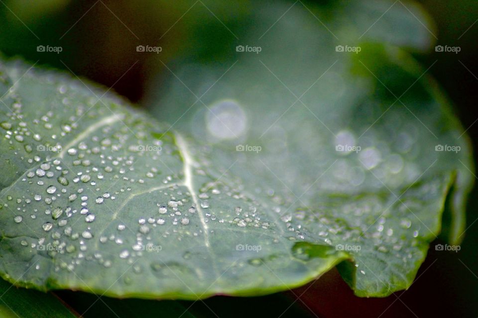 Water droplets on broccoli leaf!