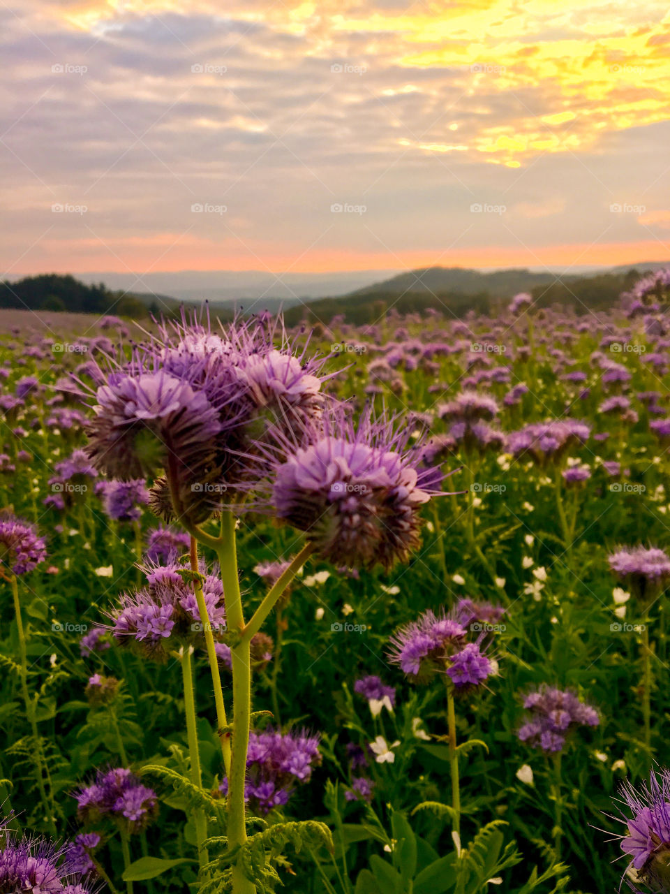 Bee pasture  Plants phacelia field 