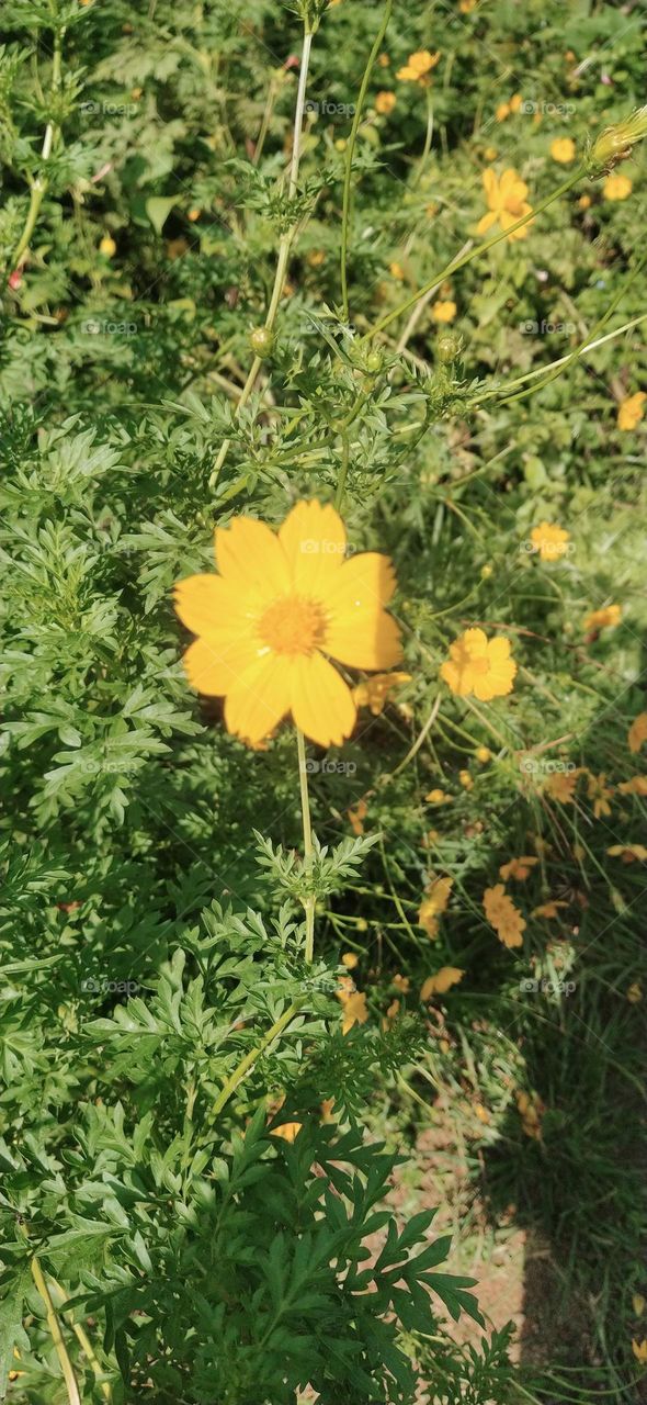 Garden Cosmos