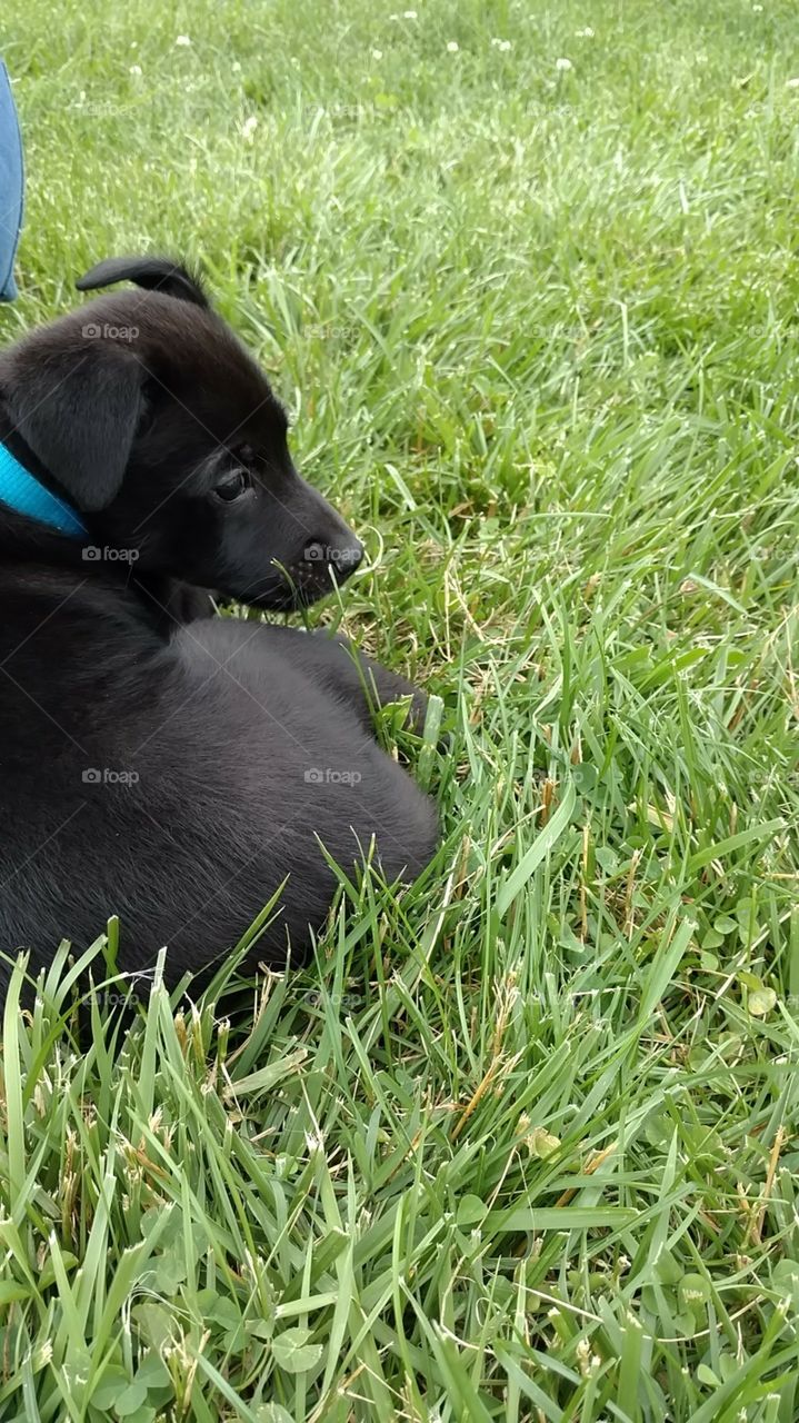 cute dog relaxing in the grass