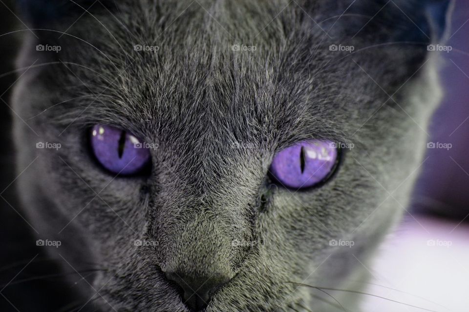 Gray Cat with Purple Eyes