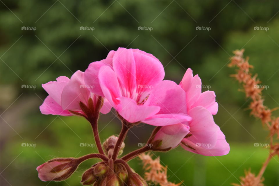 Geranium Flower